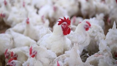 أسعار الدواجن اليوم في مصر.. تراجع جديد يشعل المنافسة بين التجار والمستهلكين يترقبون 2 أسعار الدواجن اليوم في مصر